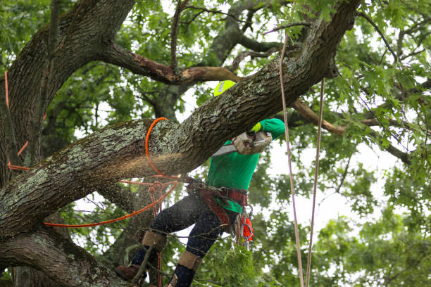 Reliable Vance, AL Tree Services Solutions